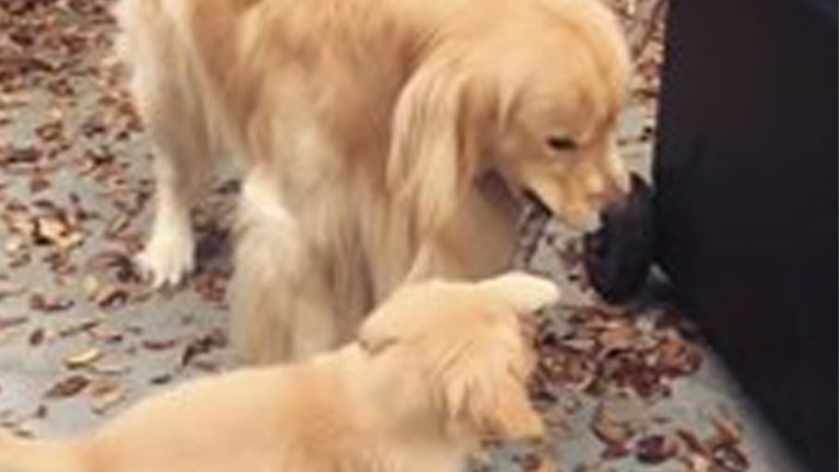 Ovaj veliki pas je strpljivo učio štene kako se igrati štapom